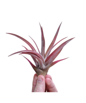 Plantă aeriana, Tillandsia Capitata Peach Red, Medie, 8 x 8 cm