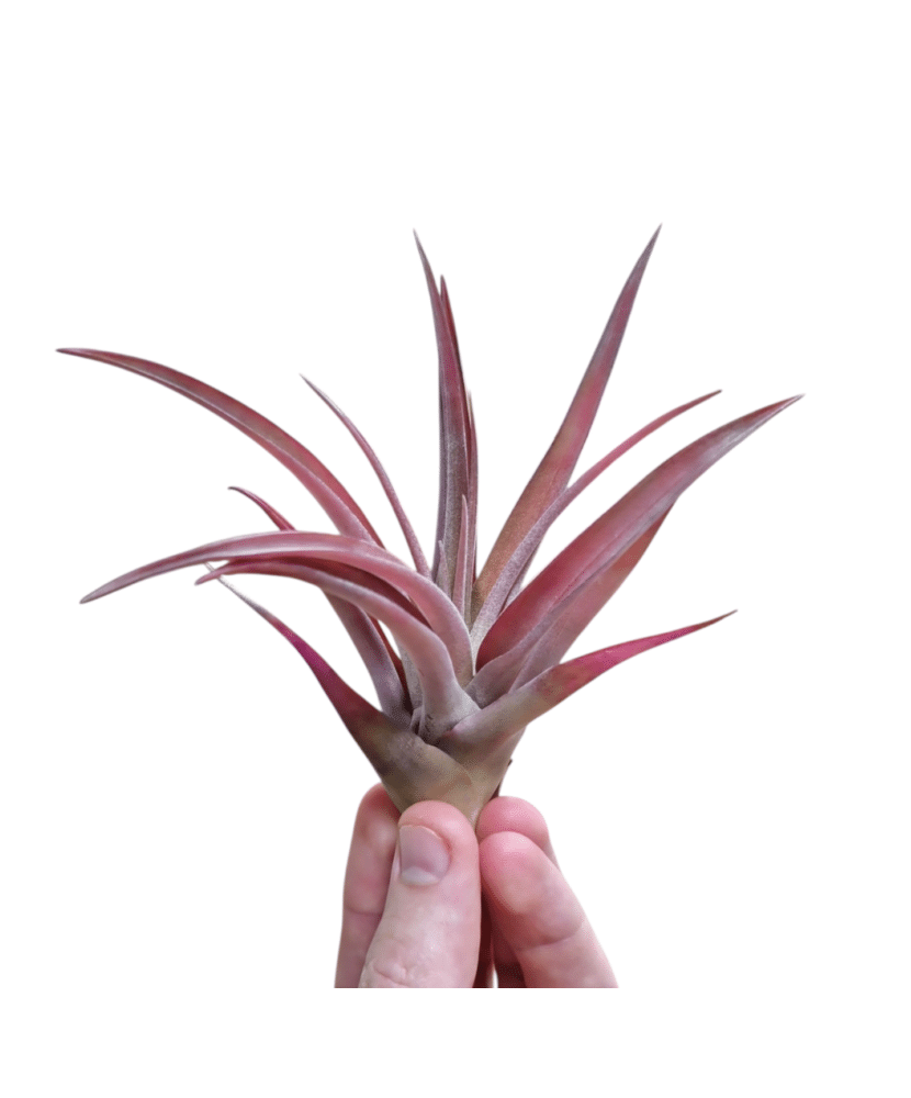 Plantă aeriana, Tillandsia Capitata Peach Red, Medie, 8 x 8 cm