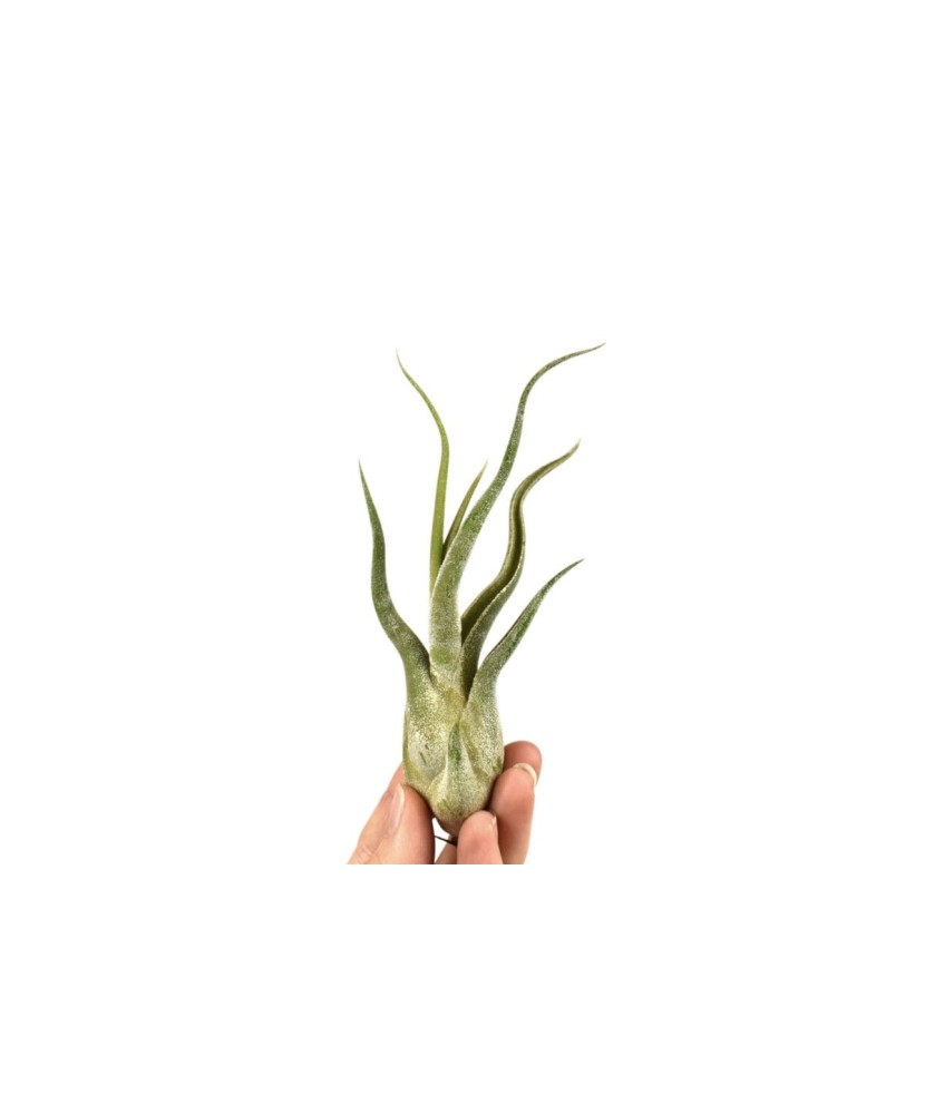 Plantă aeriana, Tillandsia Caput Medusae, Medie, 10 x 4 cm