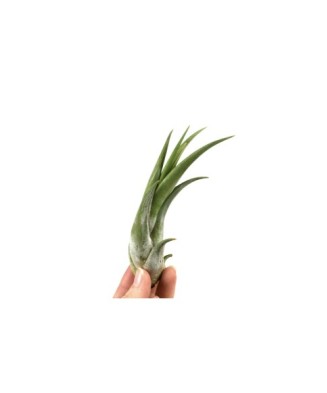 Plantă aeriana, Tillandsia Circinata, 12 x 6 cm