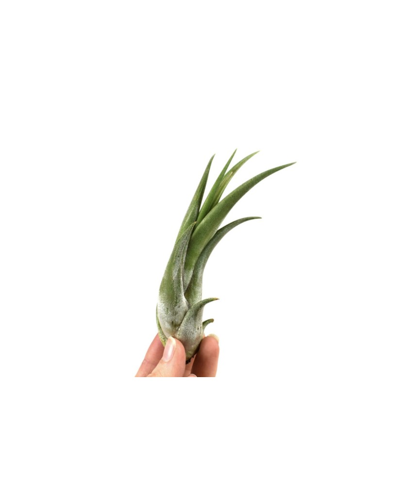 Plantă aeriana, Tillandsia Circinata, 12 x 6 cm