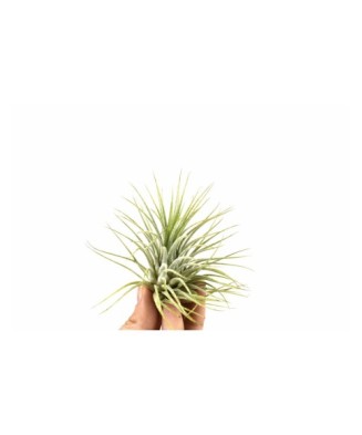 Plantă aeriana, Tillandsia...