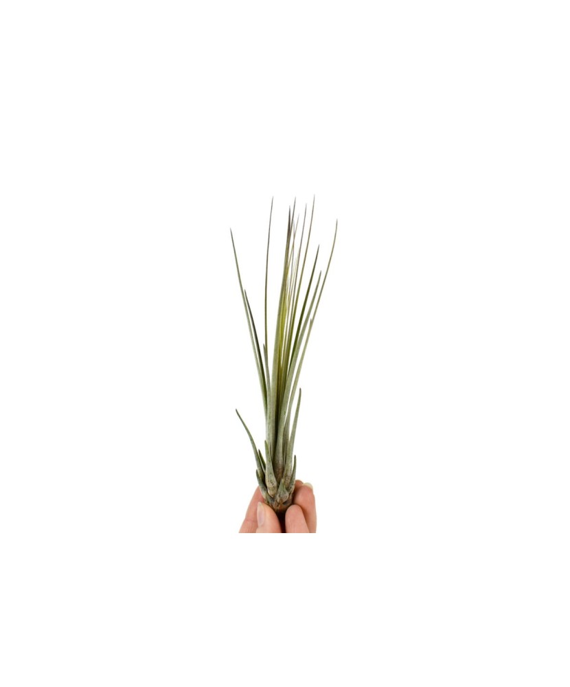 Plantă aeriana, Tillandsia Juncea Baby, 15×3 cm