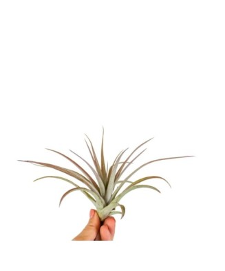 Plantă aeriana, Tillandsia Multiflora red, Medie, 8 x 8 cm