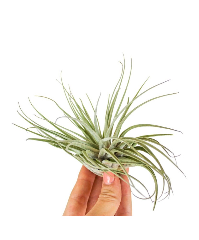 Plantă aeriana, Tillandsia Oaxacana, Medie, 6 x 10 cm
