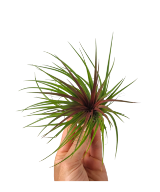 Plantă aeriana, Tillandsia Rainforest Red, Medie, 8 x 8 cm