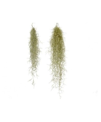 Plantă aeriana, Tillandsia...