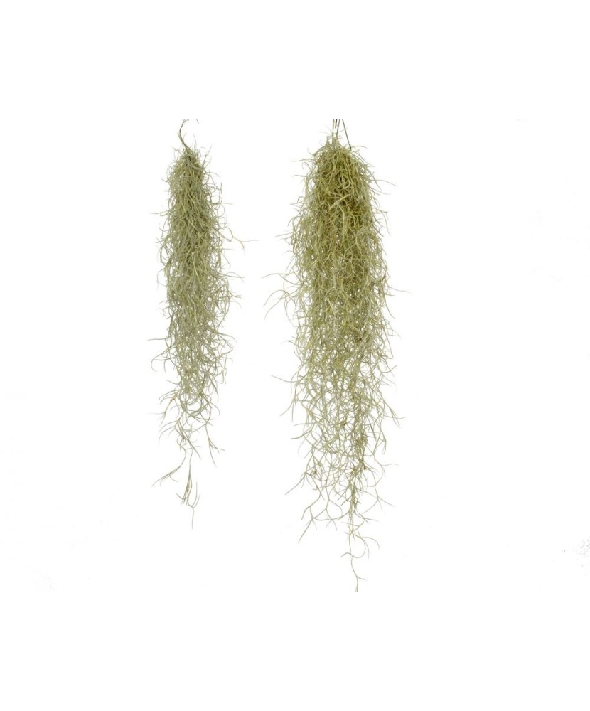 Plantă aeriana, Tillandsia Usneoides grey, Medie, 50/60 cm