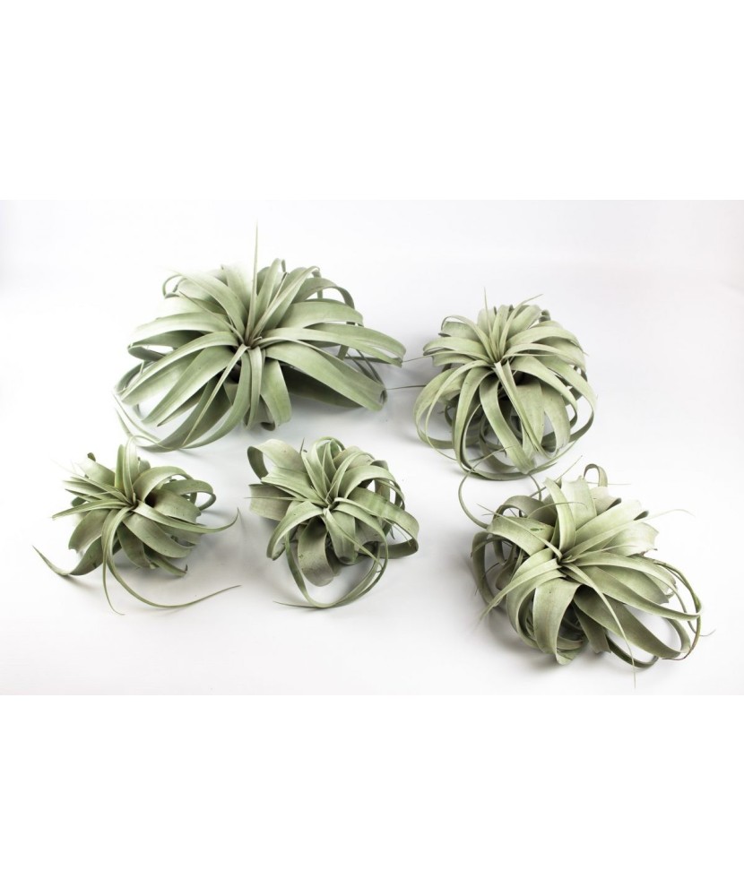 Plantă aeriana, Tillandsia Xerographica, Mini mini, 8-10 cm