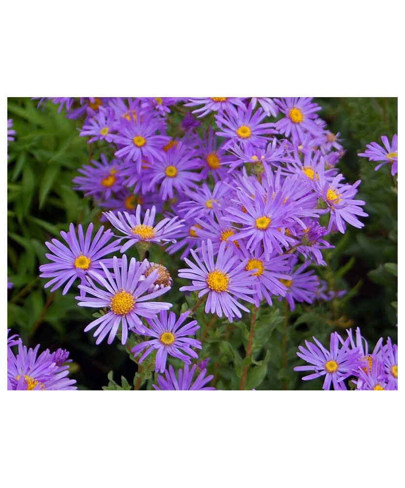 Aster Wargrave, 1 buc, Radacina, 50cm, 5-6