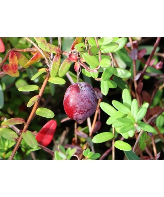 Planta Merisor, Afin American, Vaccinium macrocarpon Early Black P9, ghiveci 9cm
