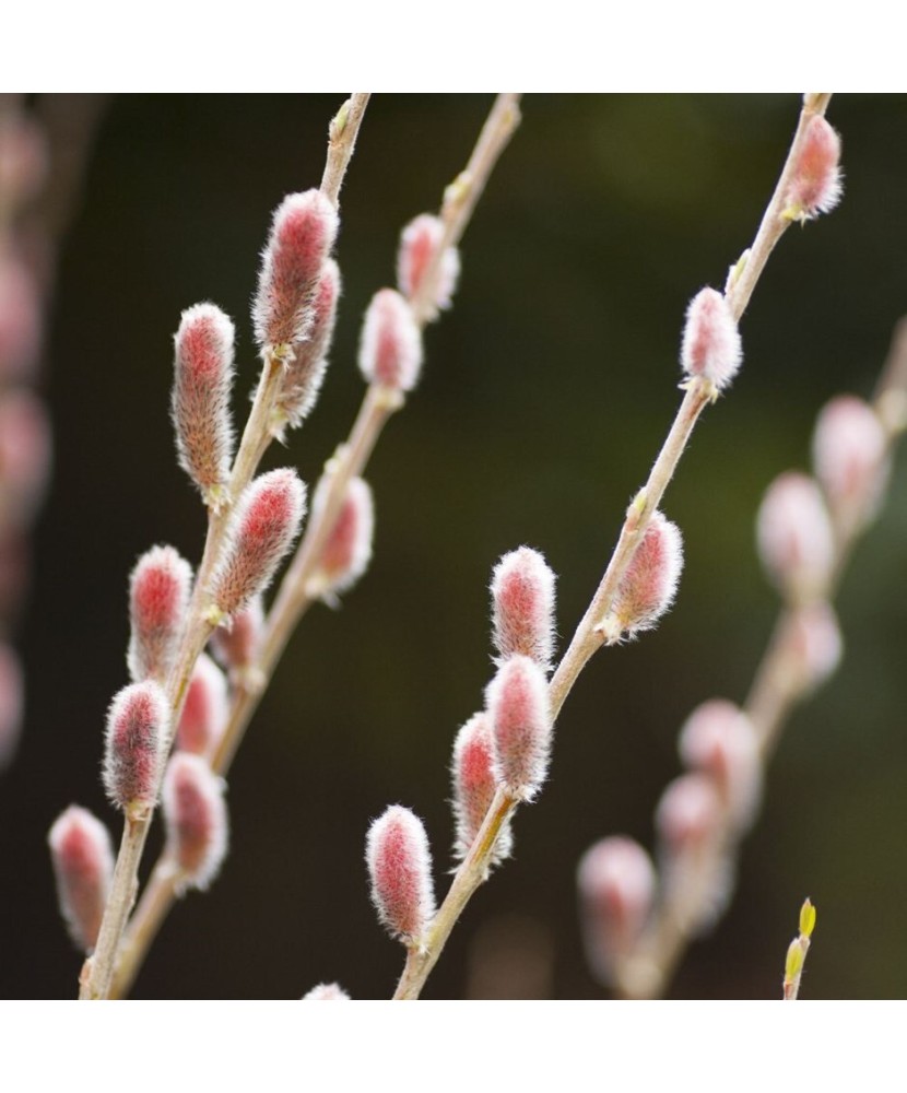 Planta, Salcie Japoneza cu Matisori Roz, Salix gracilistyla Mt Aso P9, ghiveci 9cm