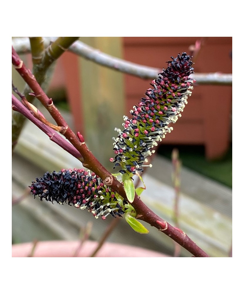 Planta Salcie cu matisori negri, Salix gracilistyla Melanostachys P9, ghiveci 9cm