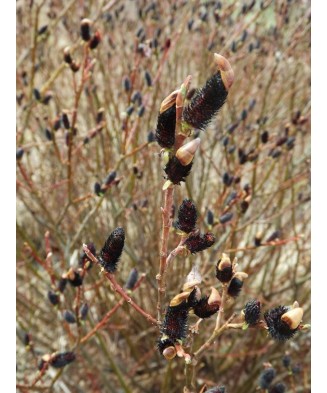 Planta Salcie cu matisori negri, Salix gracilistyla Melanostachys P9, ghiveci 9cm