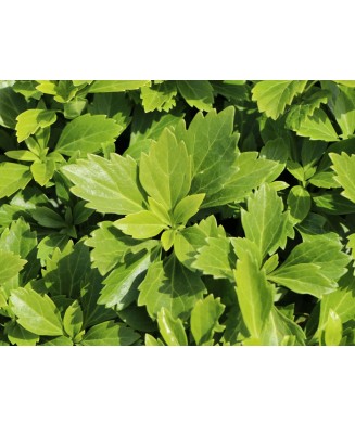 Planta Pachysandra terminalis Green Carpet P9, ghiveci 9cm
