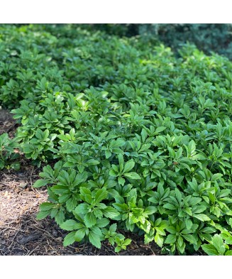 Planta Pachysandra terminalis Green Carpet P9, ghiveci 9cm
