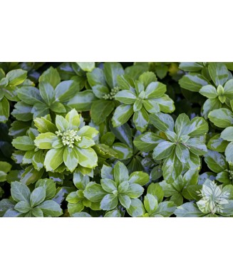 Planta Pachysandra terminalis Green Carpet P9, ghiveci 9cm