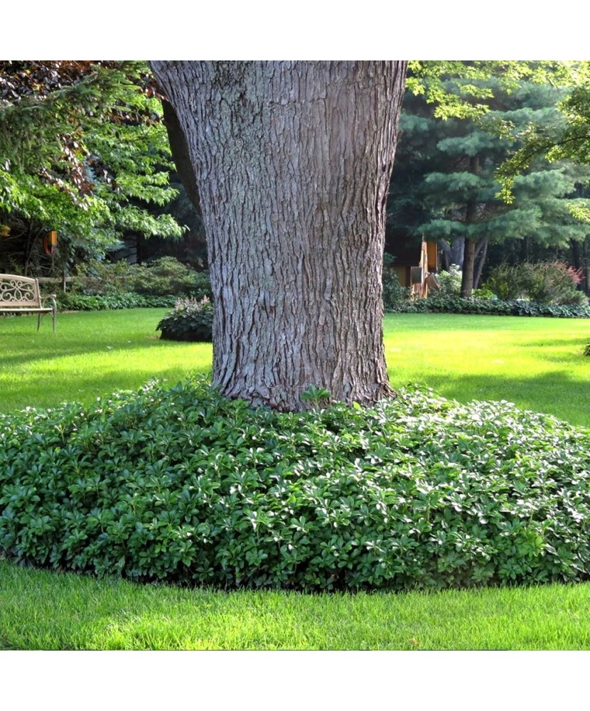Planta Pachysandra terminalis Green Carpet P9, ghiveci 9cm