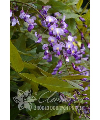 Planta Glicina de Vara, Millettia japonica, ghiveci 9cm