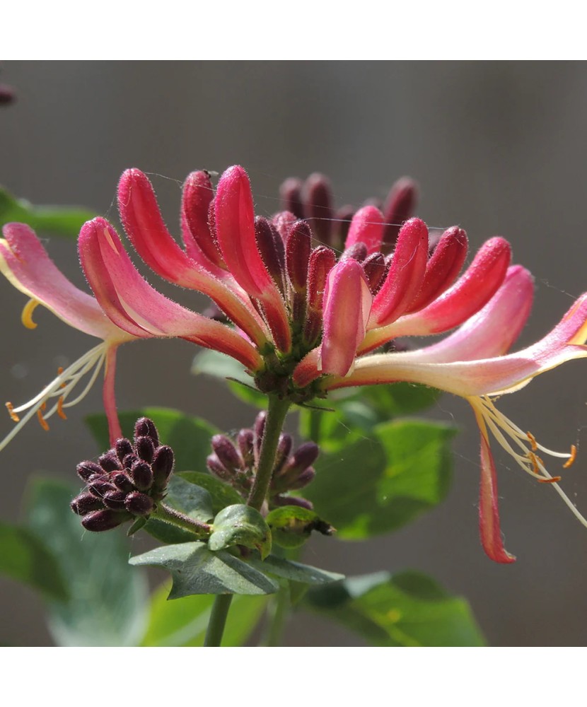 Planta Lonicera x heckrottii Goldflame P9, ghiveci 9cm