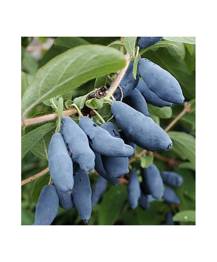 Planta, Afin Siberian, Lonicera kamtschatica Leningradskij Velikan P9, ghiveci 9cm