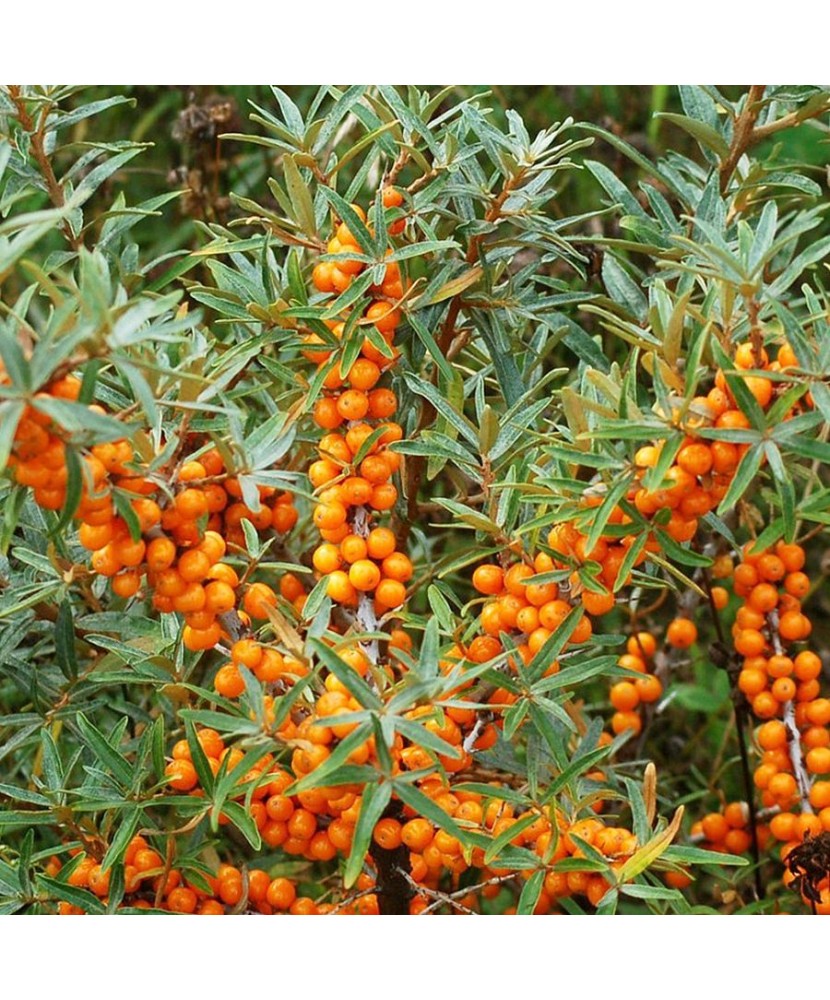 Planta Hippophae rhamnoides Friesdorfer Orange, Catina de Mare P9, ghiveci 9cm