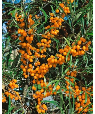 Planta Hippophae rhamnoides Friesdorfer Orange, Catina de Mare P9, ghiveci 9cm