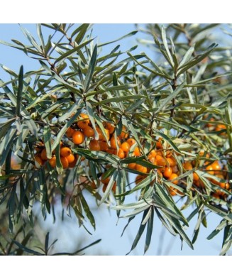Planta Hippophae rhamnoides Friesdorfer Orange, Catina de Mare P9, ghiveci 9cm