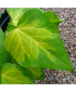 Planta Iedera, Hedera colchica Sulphur Heart P9, ghiveci 9cm