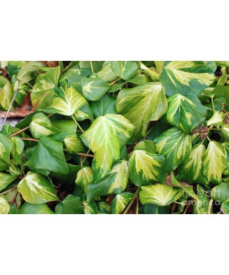 Planta Iedera, Hedera colchica Sulphur Heart P9, ghiveci 9cm