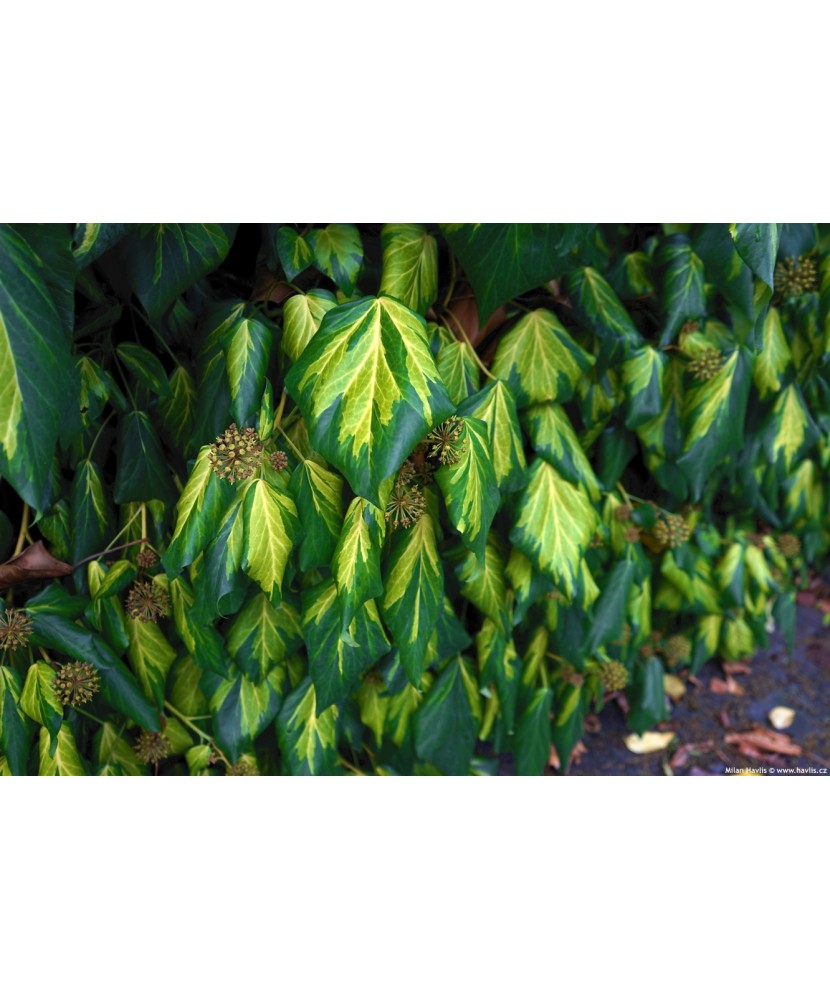 Planta Iedera, Hedera colchica Sulphur Heart P9, ghiveci 9cm