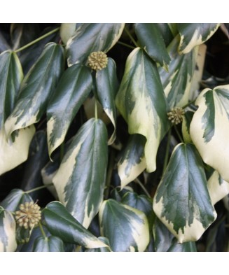 Planta Iedera, Hedera colchica Dentata Variegata P9, ghiveci 9cm