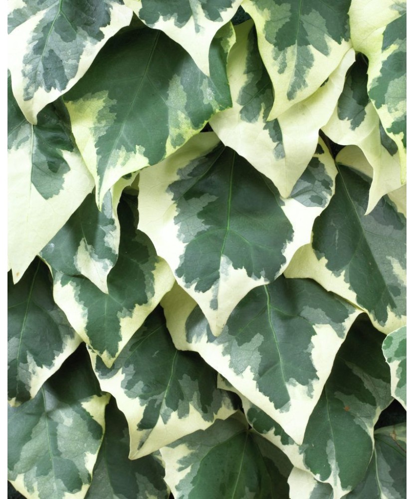 Planta Iedera, Hedera colchica Dentata Variegata P9, ghiveci 9cm