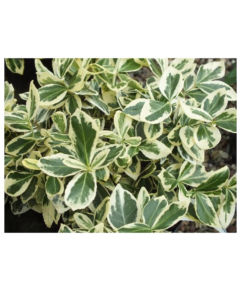 Planta Euonymus fortunei Silver Queen P9, ghiveci 9cm