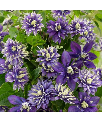 Planta Clematis Taiga PBR P9, ghiveci 9cm