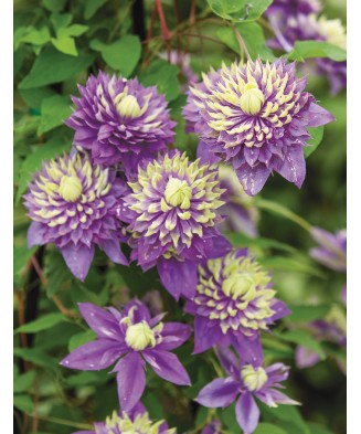 Planta Clematis Taiga PBR P9, ghiveci 9cm