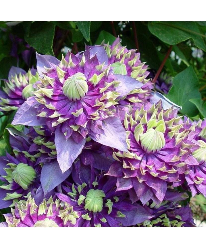 Planta Clematis Taiga PBR P9, ghiveci 9cm