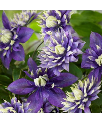 Planta Clematis Taiga PBR P9, ghiveci 9cm