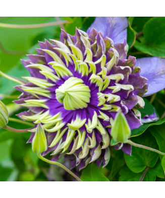 Planta Clematis Taiga PBR P9, ghiveci 9cm