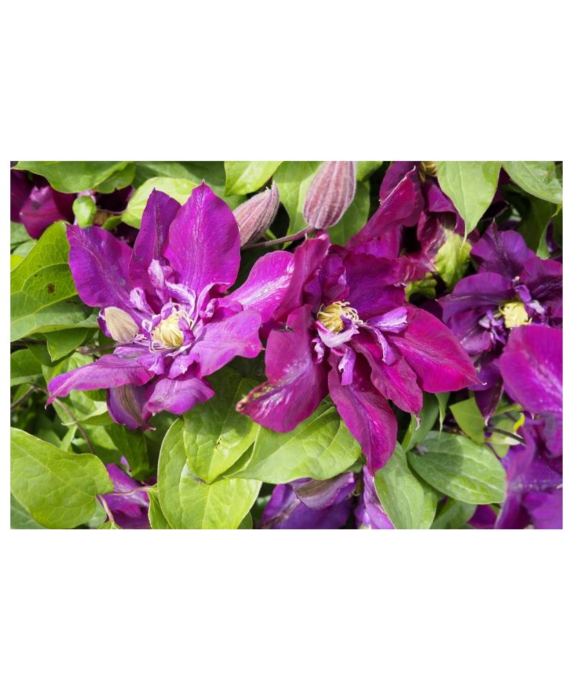 Planta Clematis Lech Kaczyński P9, ghiveci 9cm