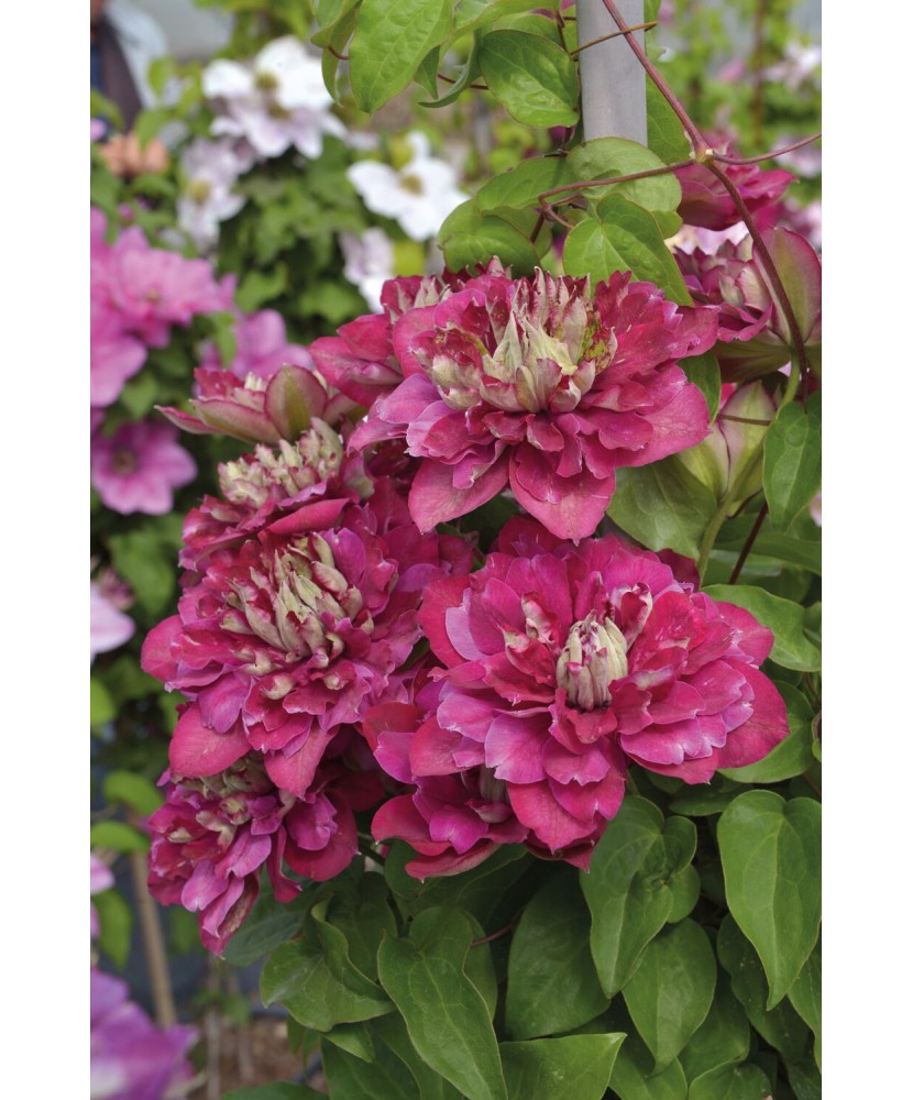 Planta Clematis Hot Kisses PBR P9 E, ghiveci 9cm