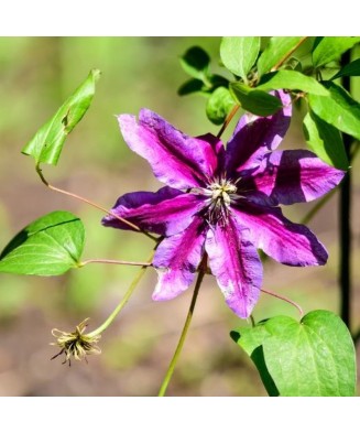 Planta Clematis Akaishi P9, ghiveci 9cm