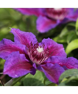 Planta Clematis Akaishi P9, ghiveci 9cm