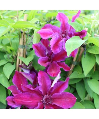 Planta Clematis Akaishi P9, ghiveci 9cm