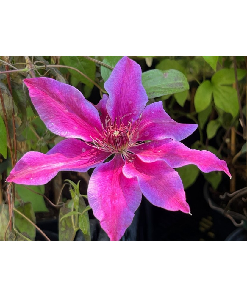 Planta Clematis Akaishi P9, ghiveci 9cm