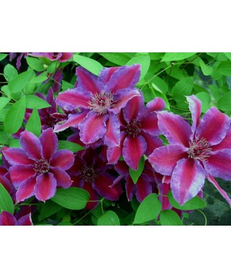 Planta Clematis Akaishi P9, ghiveci 9cm
