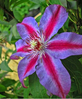 Planta Clematis Akaishi P9, ghiveci 9cm
