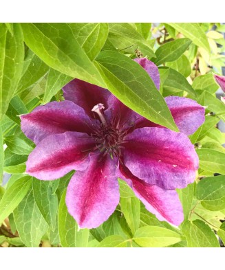 Planta Clematis Akaishi P9, ghiveci 9cm