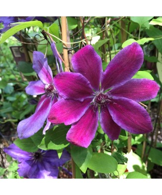 Planta Clematis Akaishi P9, ghiveci 9cm