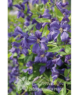 Planta Clematis Sweet Wave PBR GI C2, ghiveci 2l